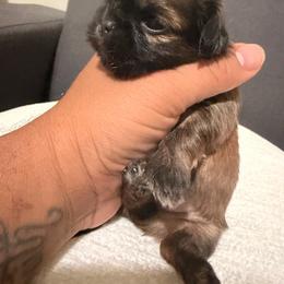 Bella G - Brindle and white female Shih Tzu puppy in Apple Valley, California from Garcia_shihtzu