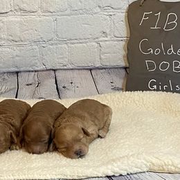 Goldendoodle and Poodle Puppies from Partridge Doodles and Poodles