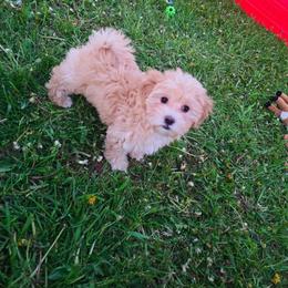 Bonnie - White and tan female Maltese puppy in Ludington, Michigan from OT Maltese & Co