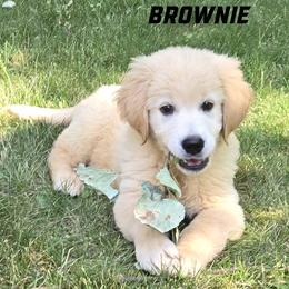 Boy 1 - Light golden male Golden Retriever puppy in Milford, Michigan from Servant Kennel