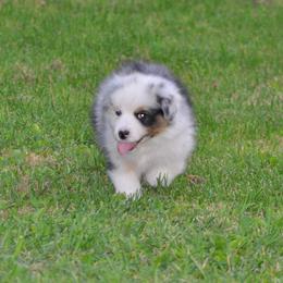 Australian Shepherd Puppies from Platinum Edition