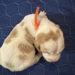 George - Lemon and white male Basset Hound puppy in Maryland from Grind Stone Breeding Kennels