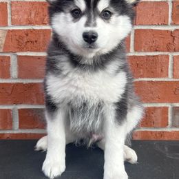 Prancer - Black and white Pomsky puppy in Henderson, Kentucky from Paris Pomskies