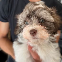 Havanese Puppies from Havanese Puppies of the Northshore