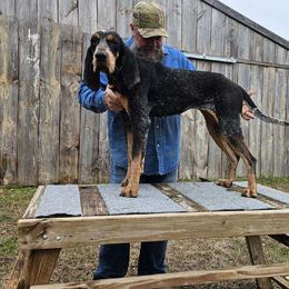 Sadie - Bluetick Coonhound