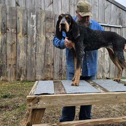 Sadie - Bluetick Coonhound