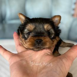 Athena - Blue and gold female Yorkshire Terrier puppy in Kendallville, Indiana from Yorkies Kisses/Rusalka Siren Song