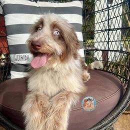 Glinda - Red merle female Aussiedoodle puppy in Southwest Ranches, Florida from Dandy Doodle Ranch