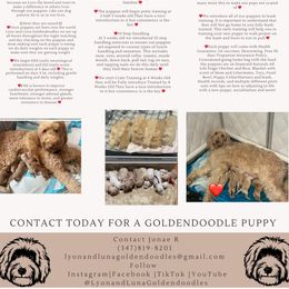 Bernedoodles and Goldendoodles from Lyon and Luna Goldendoodles