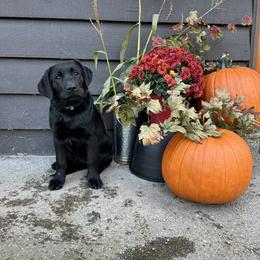 German Shepherd and Labrador Retriever Puppies from Buckley Labradors