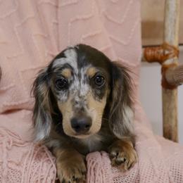 Willie - Dapple male Dachshund puppy in Nolensville, Tennessee from Boothe’s Dachshunds