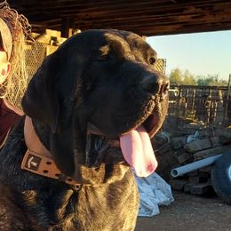 Margaret - Mastiff