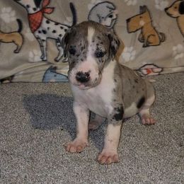 Cooper - Mantle merle male Great Dane puppy in Walker, Louisiana from La Rebel Danes