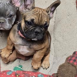 Harley - Fawn and white female French Bulldog puppy in Yellowstone County, Montana from JNS Frenchies