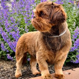 Belle - Shih Tzu