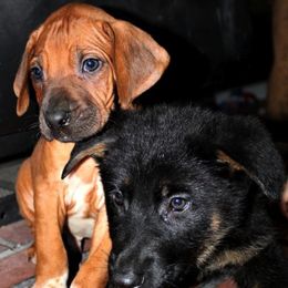 German Shepherds and Rhodesian Ridgebacks from Shiloh's Shepherds & Ridgebacks