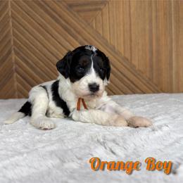 Orange boy - Tri-color male Bernedoodle puppy in Modesto, California from Two Doods Doodles