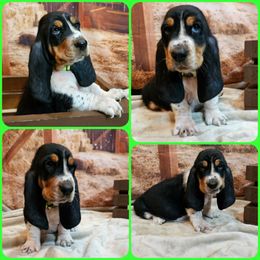 Basset Hound Puppies from Hounds All Night