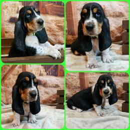 Basset Hound Puppies from Hounds All Night