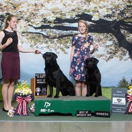 Labrador Retriever Puppies from Ganderwood