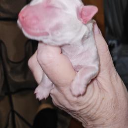 Crispin - White male Coton de Tulear puppy in Conrad, Iowa from Ferne's Kintana Cotons