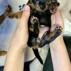 Prague Ratter Puppies from North Star Gem’s Prague Ratters