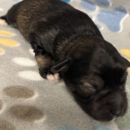 Boy 3 Black and Silver - Black and silver male Miniature Schnauzer puppy in Boaz, Alabama from Sweet Home Schnauzers