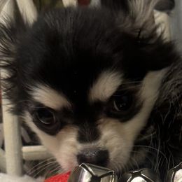 4  boy lil Timmy weighs 1.5 - Black and tan male Chihuahua puppy in Polo, Missouri from Blue Tails Farm