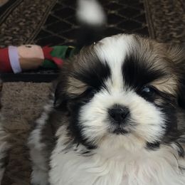 Texaco - Black gold and white male Shih Tzu puppy in Conway, Missouri from Stevens’ Hidden Acres