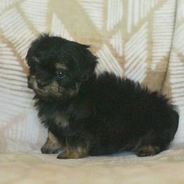 Dahlia - Black and white female Shichon puppy in Delta, Colorado from PTK Ranch