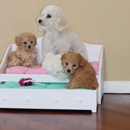 Poodle Puppies from Teacup & Toy Poodles