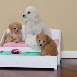 Poodle Puppies from Teacup & Toy Poodles