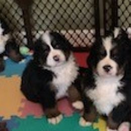 Bernese Mountain Dog Puppies from Bernese Mountain Dogs Pups European Bloodlines