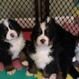 Bernese Mountain Dog Puppies from Bernese Mountain Dogs Pups European Bloodlines