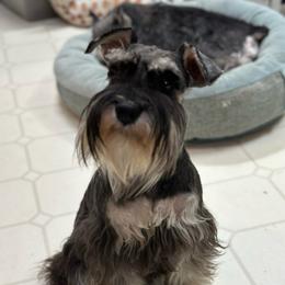 Shekinah - Miniature Schnauzer