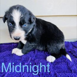 Midnight - Black & white female Australian Shepherd puppy in Charlotte, North Carolina from Awesome Aussies