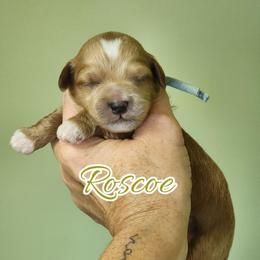 Roscoe - Apricot male Goldendoodle puppy in Humboldt, Minnesota from Sister Doodles