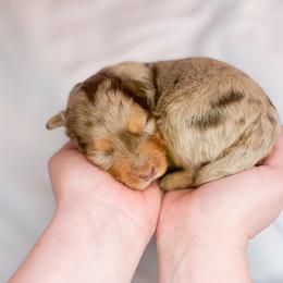 Wilber - Red merle male Aussiedoodle puppy in Orleans, Indiana from Mae Blossom Puppies