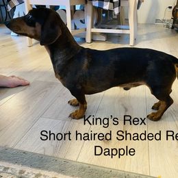 Rex - Dachshund