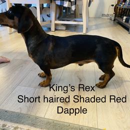 Rex - Dachshund