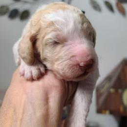 Black collar - White male Poodle puppy in Colorado Springs, Colorado from Silly's Standard Poodles
