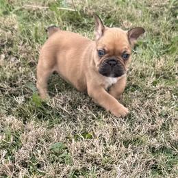 French Bulldog Puppies from Teak’s Texas Frenchie’s