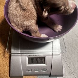 Miniature Australian Shepherd and Toy Australian Shepherd Puppies from Cherry Grove Kennel
