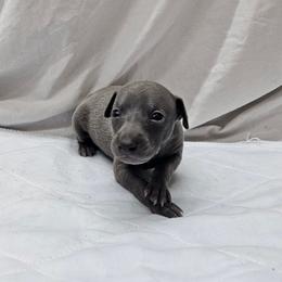Max - Blue male Italian Greyhound puppy in Newalla, Oklahoma from Heartland Iggys
