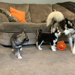 Siberian Husky Puppies from Myths and Legends Siberian Huskies