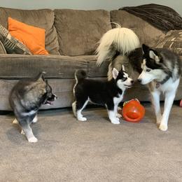Siberian Husky Puppies from Myths and Legends Siberian Huskies