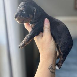 Buttercup - Phantom female Goldendoodle puppy in Gastonia, North Carolina from Crowders Creek Doodles