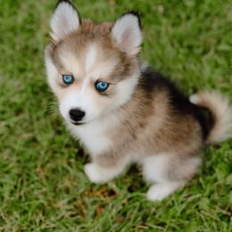 Pomsky Puppies from Mini Pomsky Puppies