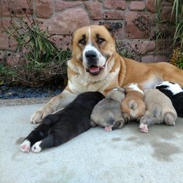 Central Asian Shepherd Dog Puppies from Guardian Dog
