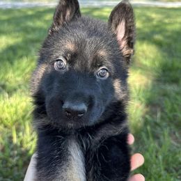 German Shepherd Puppies from Austin’s German Shepherd’s
